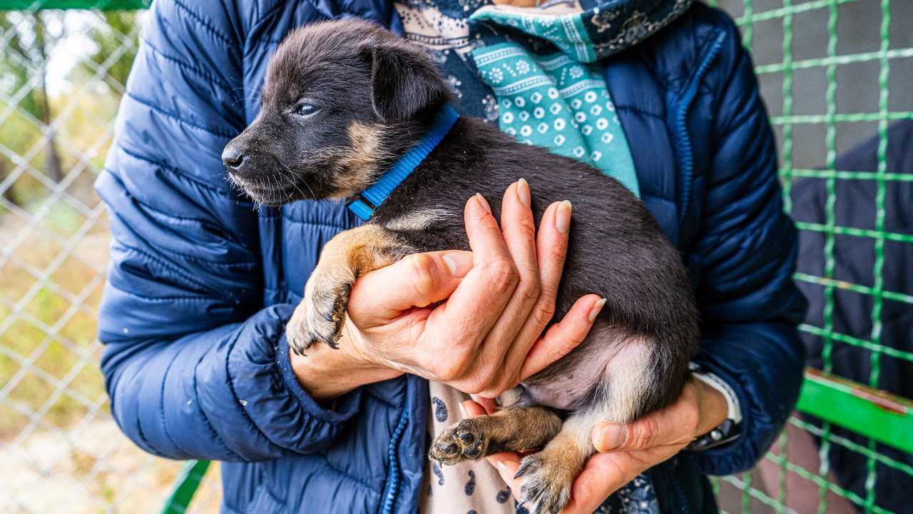 Safeguarding animal welfare and biodiversity